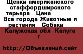 Щенки американского стаффордширского терьера › Цена ­ 20 000 - Все города Животные и растения » Собаки   . Калужская обл.,Калуга г.